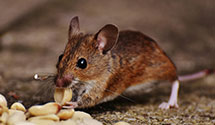 24 Hour & Emergency Exterminators in Friendship, NC